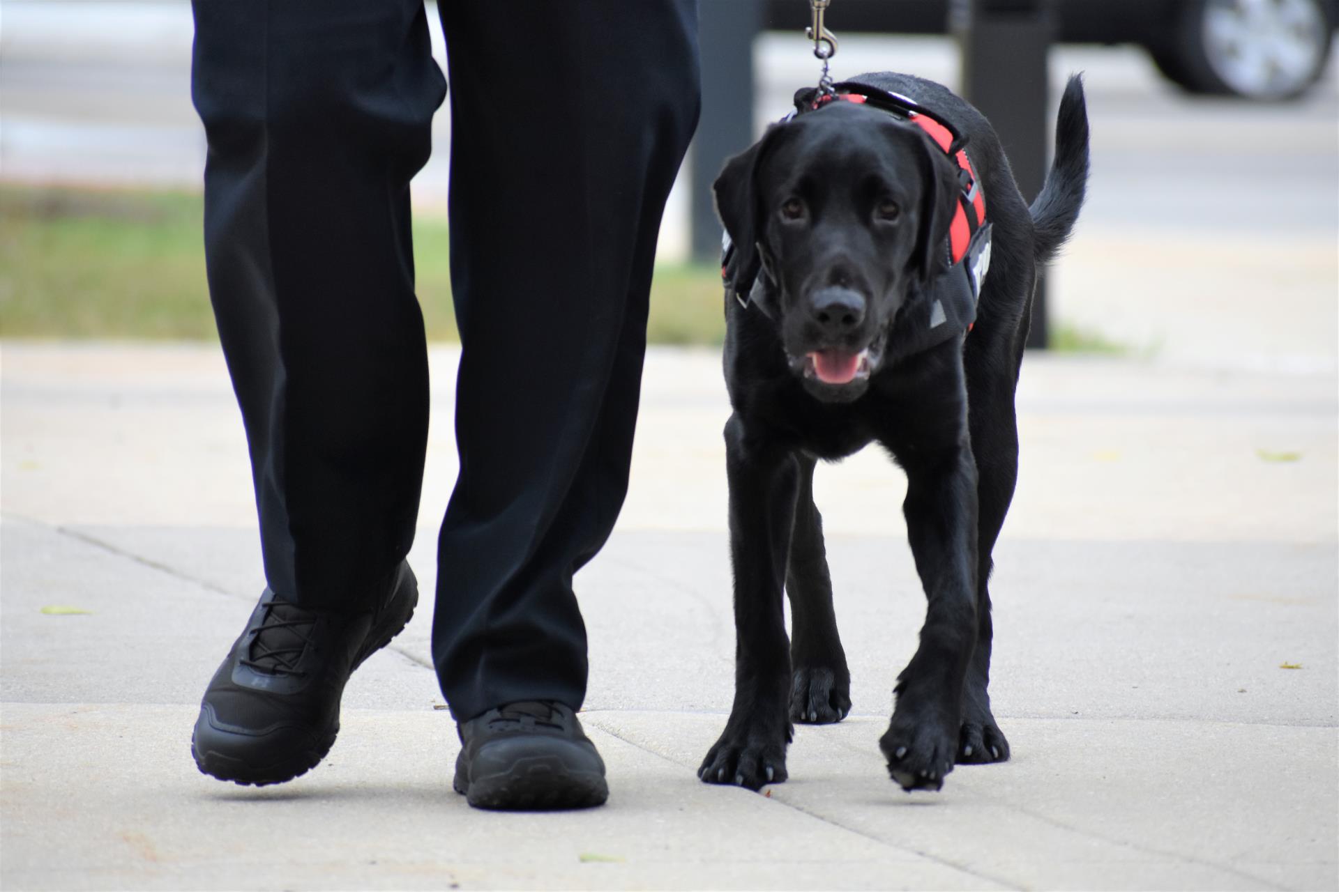 Picture of Leo the Therapy Dog