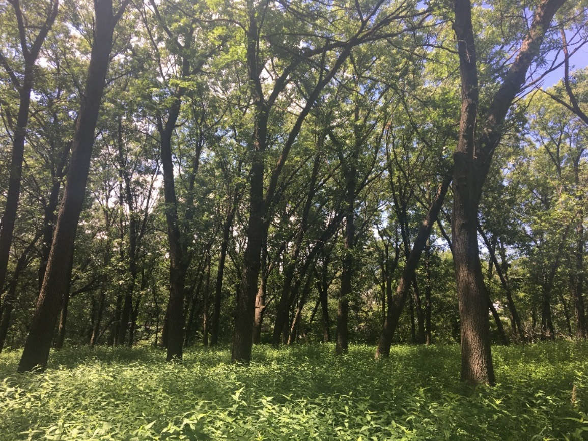 Humphrey Woods Trees